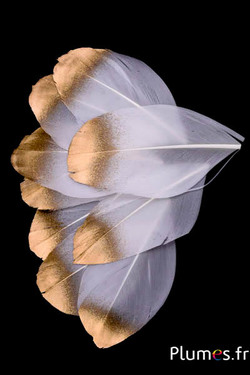 Pétales en plumes - 6-8 x 3-4 cm - blanc-doré